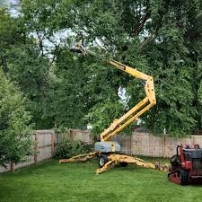 How Our Tree Care Process Works  in  Rock Valley, IA